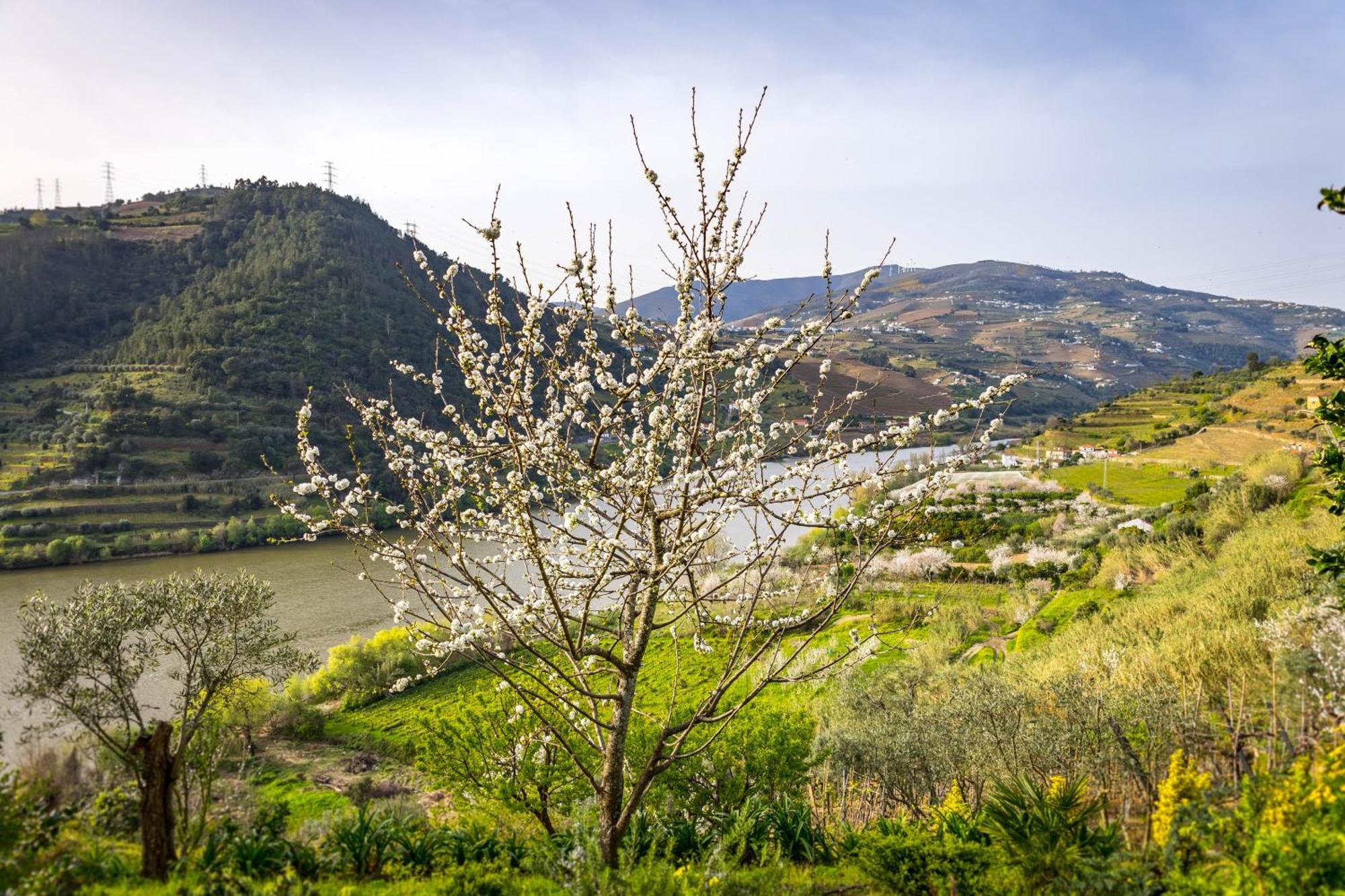 Fraga Douro House, Douro Valley Resende Luaran gambar